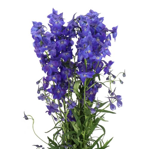 DELPHINIUM ATLANTIS 50cm | Wholesale Dutch Flowers & Florist Supplies UK