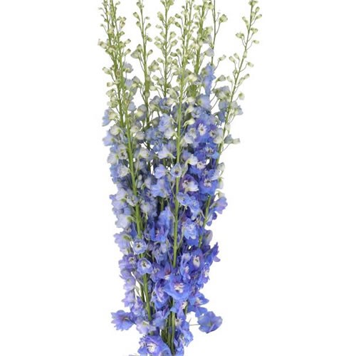 DELPHINIUM AURORA LIGHT BLUE 120cm | Wholesale Dutch Flowers & Florist ...