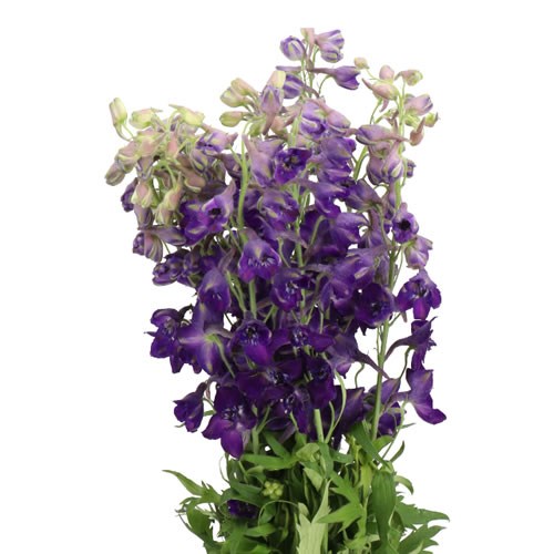 DELPHINIUM BELLADONNA PURPLE 60cm | Wholesale Dutch Flowers & Florist ...