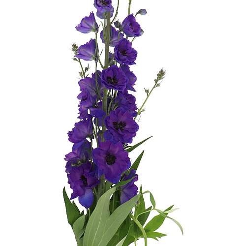DELPHINIUM DELPHIS JEWEL 110cm | Wholesale Dutch Flowers & Florist ...
