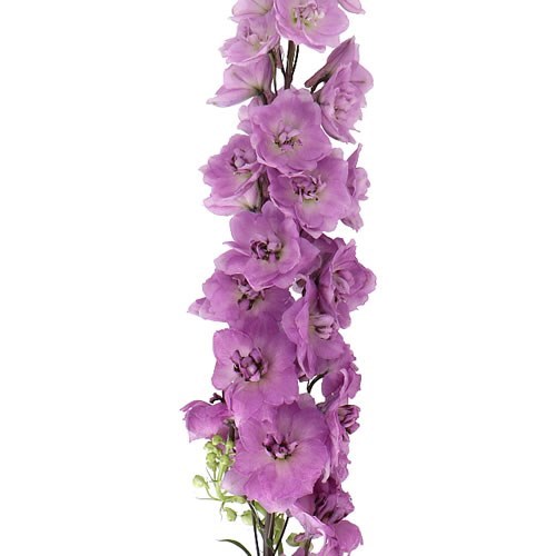 DELPHINIUM DEWI MARIA ROSA 100cm | Wholesale Dutch Flowers & Florist ...