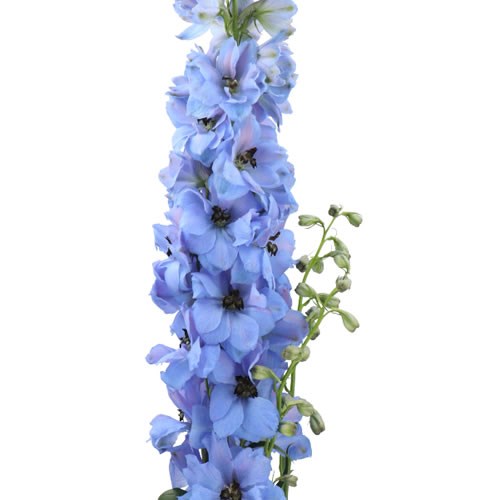 DELPHINIUM DOUBLE DEWI AZUL 90cm | Wholesale Dutch Flowers & Florist ...