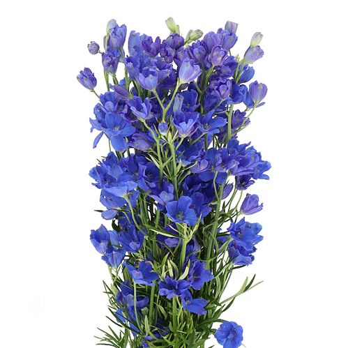 DELPHINIUM JENNY PEARL BLUE 50cm | Wholesale Dutch Flowers & Florist ...