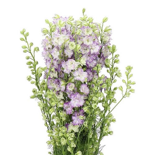 DELPHINIUM LARKSPUR AJA. DELQIS 80cm | Wholesale Dutch Flowers ...