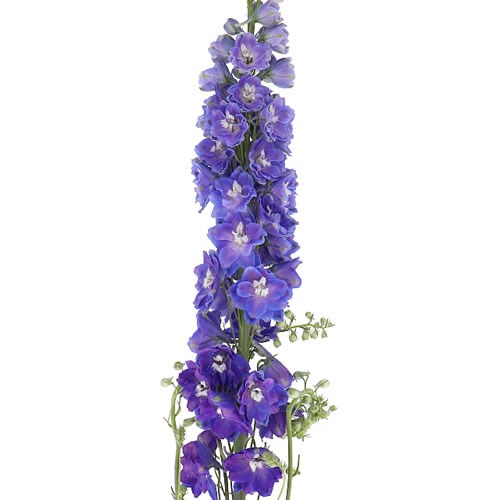 DELPHINIUM PURPLE ARROW 100cm | Wholesale Dutch Flowers & Florist ...