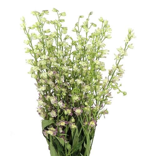 DELPHINIUM TRICK PINK 70cm | Wholesale Dutch Flowers & Florist Supplies UK