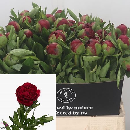 PEONY DIANA PARKS 60cm | Wholesale Dutch Flowers & Florist Supplies UK