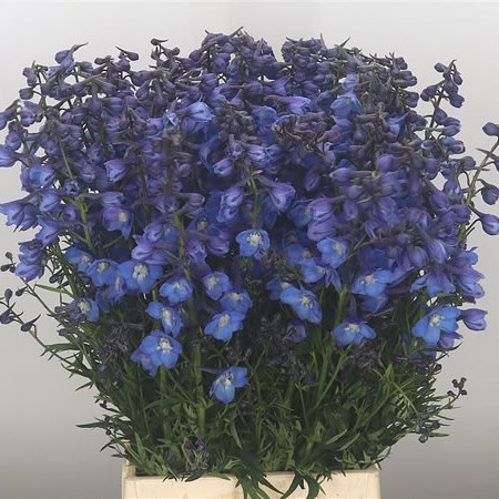 Delphinium Neds Dievera 60cm | Wholesale Dutch Flowers & Florist ...