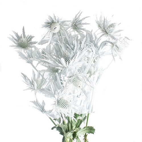 ERYNGIUM DYED WHITE + GLITTER 50cm Wholesale Dutch Flowers & Florist