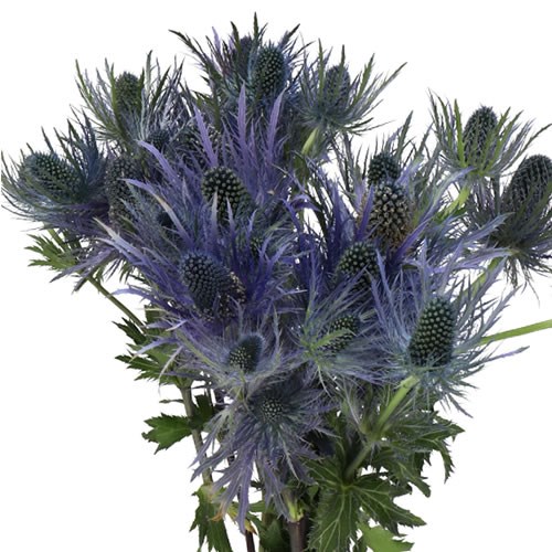 ERYNGIUM DONARD VARIETY 55cm | Wholesale Dutch Flowers & Florist ...