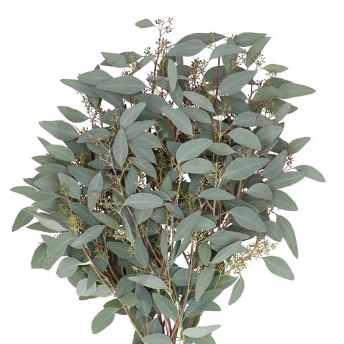 EUCALYPTUS POPULUS + BERRIES 50cm | Wholesale Dutch Flowers & Florist ...