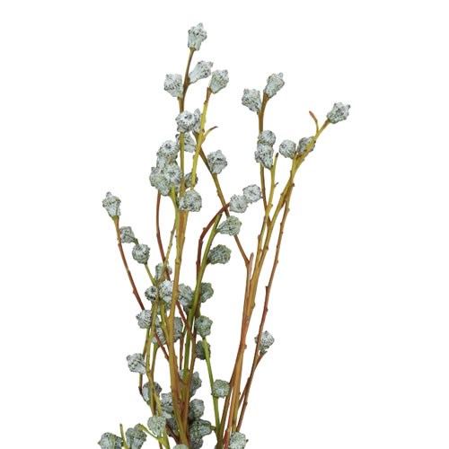 EUCALYPTUS TETRAGONA BERRY 60cm | Wholesale Dutch Flowers & Florist ...