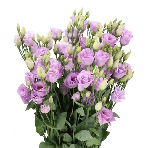 EUSTOMA LISIANTHUS DBL. ROSITA LAVENDER 70cm | Wholesale Dutch Flowers ...