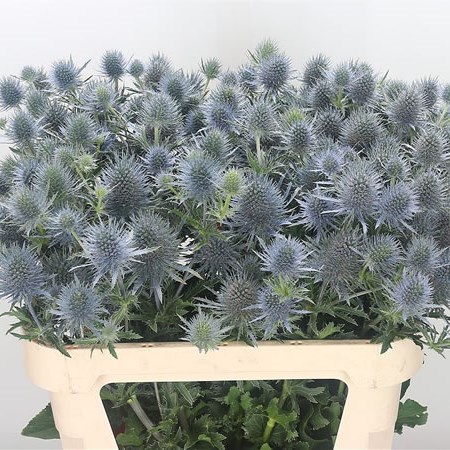 eryngium anita thistle magical