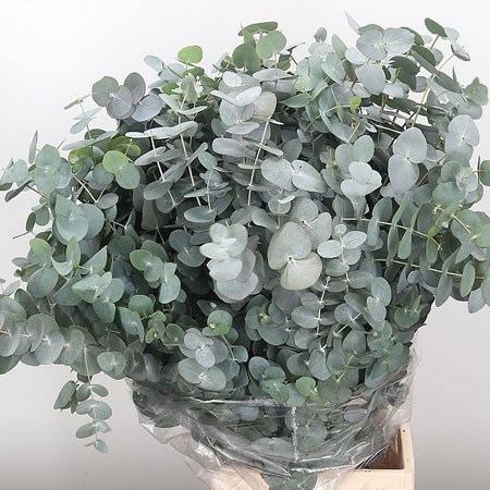 Eucalyptus Cinerea 70cm | Wholesale Dutch Flowers & Florist Supplies UK