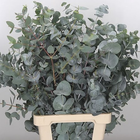 Eucalyptus Cinerea (Extra) 71cm | Wholesale Dutch Flowers & Florist ...