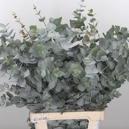 Eucalyptus Cinerea (Extra) 72cm | Wholesale Dutch Flowers & Florist ...