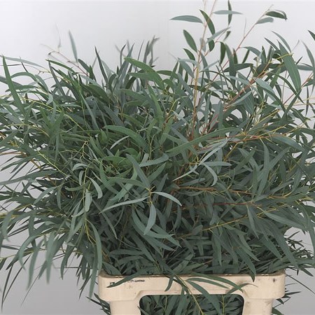 Eucalyptus Nicholii 70cm | Wholesale Dutch Flowers & Florist Supplies UK