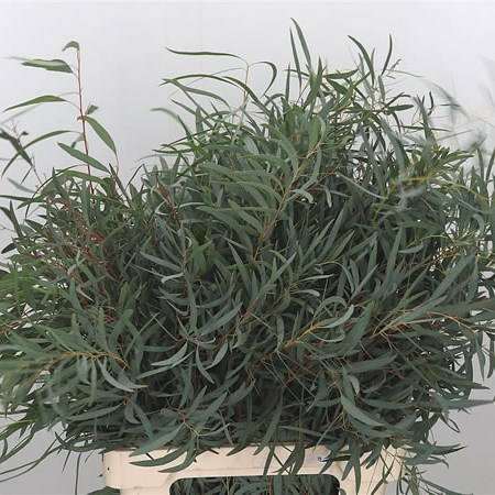 Eucalyptus Nicholii (Extra) 65cm | Wholesale Dutch Flowers & Florist ...