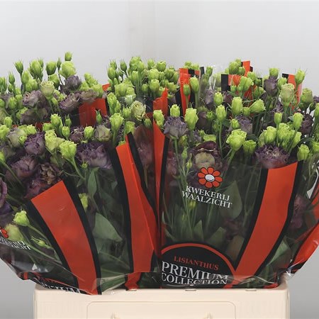 Eustoma Lisianthus Dbl. Rosanne Black Pearl 65cm | Wholesale Dutch ...