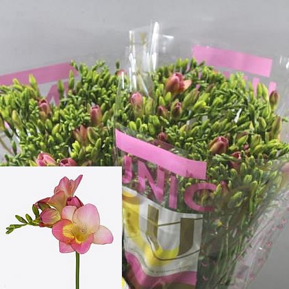 FREESIA TEMPTATION SINGLE 50cm 19gm | Wholesale Dutch Flowers