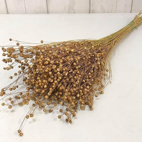 Flax Natural 60cm Dried | Wholesale Dried Flowers UK | Preserved Flowers