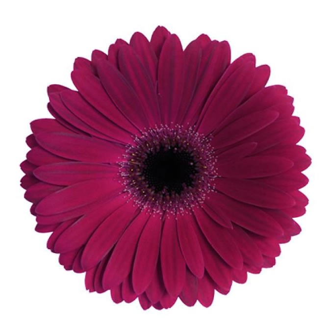 GERBERA CLASICO x 50 Wholesale Dutch Flowers & Florist