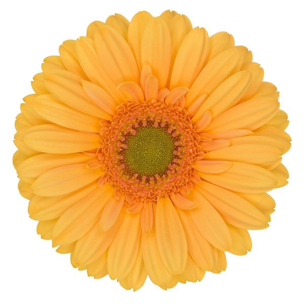 GERBERA MANGO x 50 | Wholesale Dutch Flowers & Florist Supplies UK