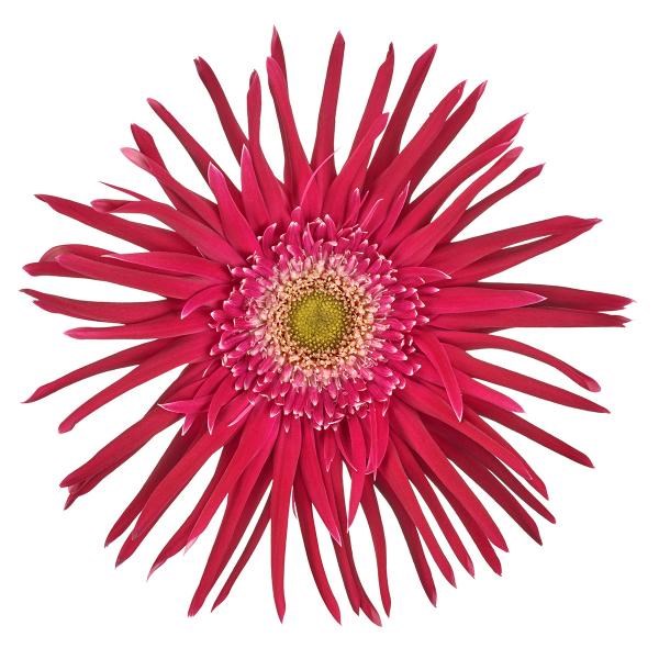 GERBERA PASTA PICCATA | Wholesale Dutch Flowers & Florist Supplies UK