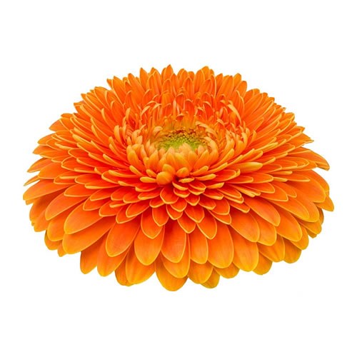GERBERA POMPONI BIG ORANGE | Wholesale Dutch Flowers & Florist Supplies UK