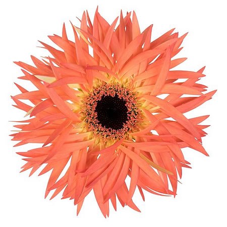 GERBERA SENSINI | Wholesale Dutch Flowers & Florist Supplies UK