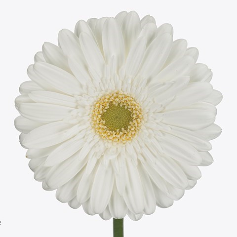 GERBERA SILVERSNOW x 50 | Wholesale Dutch Flowers & Florist