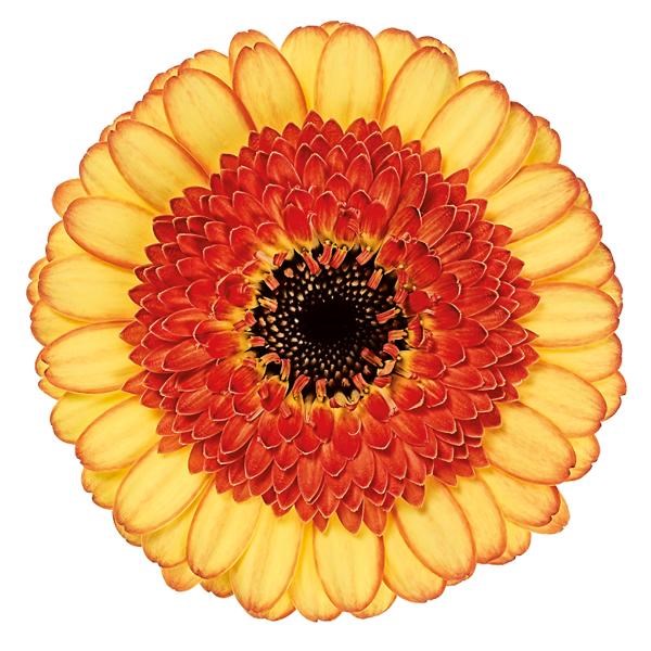 GERMINI DECORA EXTRA GRADE | Wholesale Dutch Flowers & Florist Supplies UK