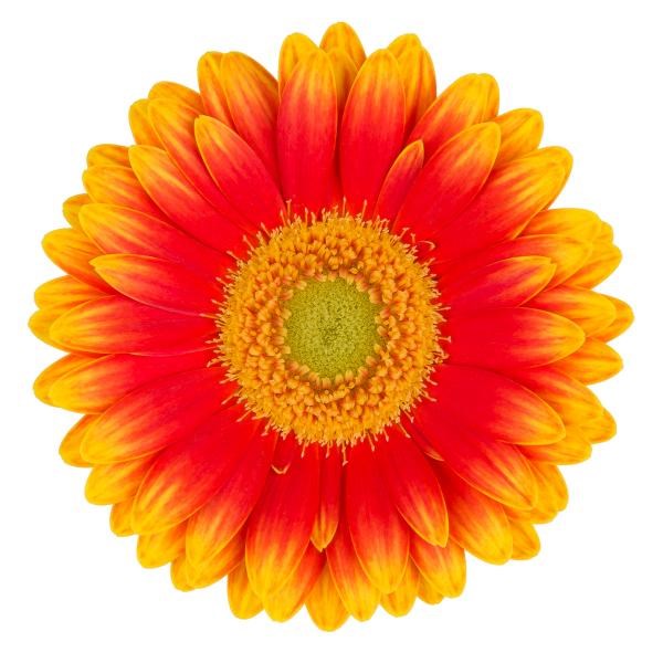 GERMINI NEWITA x 30 | Wholesale Dutch Flowers & Florist Supplies UK