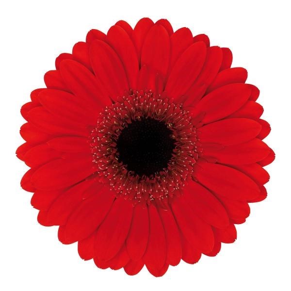 GERMINI PICNIC x 60 | Wholesale Dutch Flowers & Florist Supplies UK