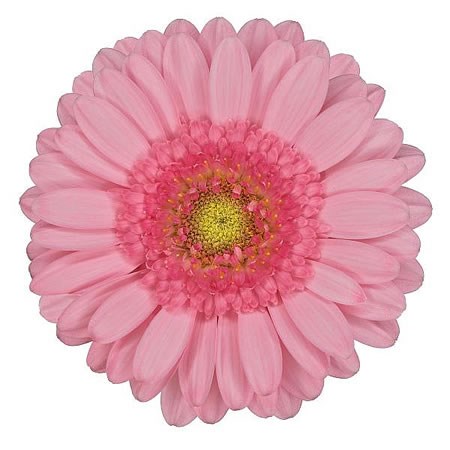 GERMINI PINKY (SECURE BOXED) | Wholesale Dutch Flowers & Florist ...