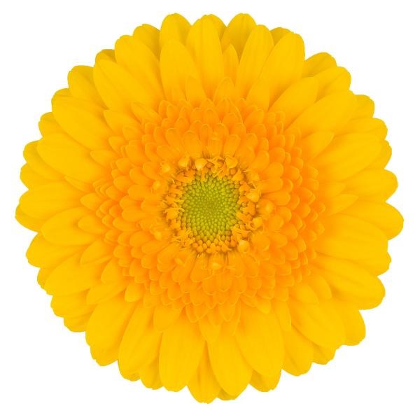 GERMINI SPRINGTIME X 30 | Wholesale Dutch Flowers & Florist Supplies UK