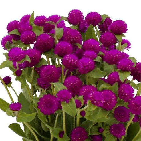 GOMPHRENA PURPLE 40cm | Wholesale Dutch Flowers & Florist Supplies UK