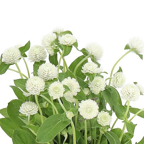 GOMPHRENA WHITE 40cm | Wholesale Dutch Flowers & Florist Supplies UK