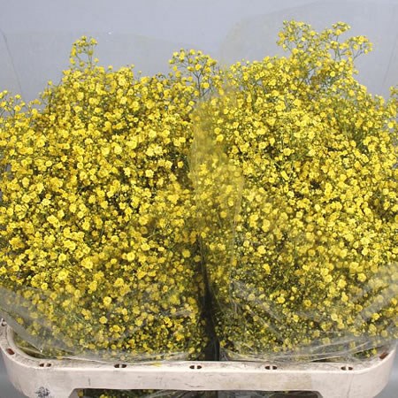 GYPSOPHILA DYED YELLOW 80cm | Wholesale Dutch Flowers & Florist Supplies UK