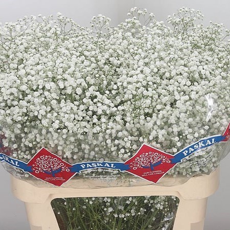 GYPSOPHILA HORA 80cm 30gm | Wholesale Dutch Flowers & Florist 