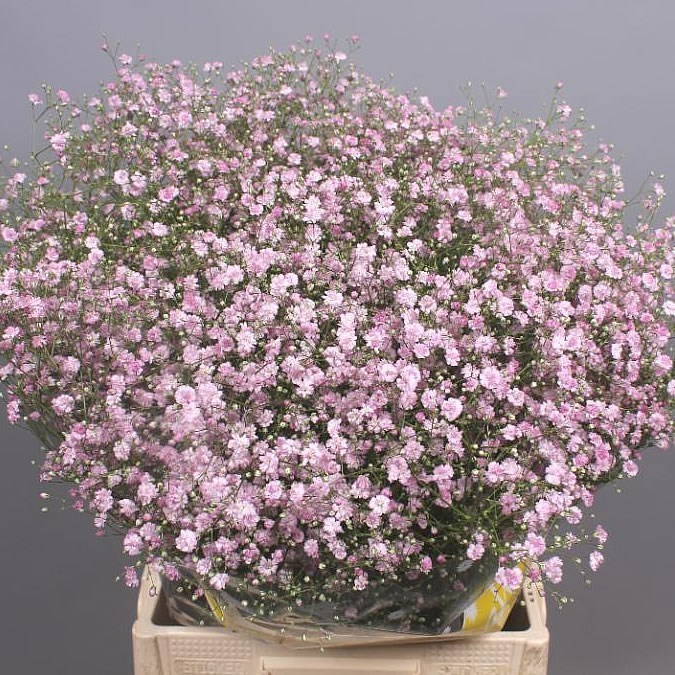 Gypsophila Bulk Pack - Large Headed 70cm