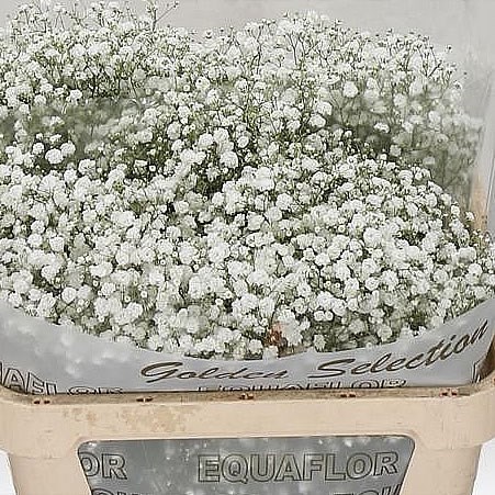 Gypsophila Bulk Pack - Large Headed 70cm