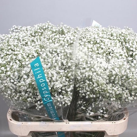 Gypsophila Bulk Pack - Large Headed 70cm