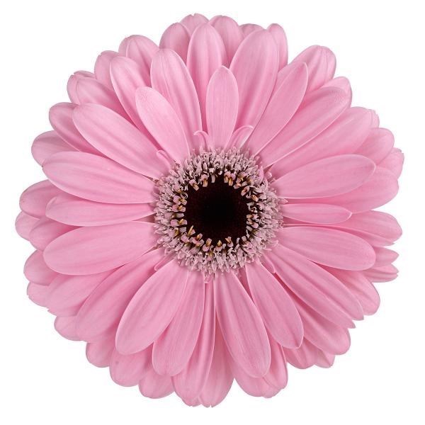 Gerbera Alison x 15 | Wholesale Dutch Flowers & Florist Supplies UK