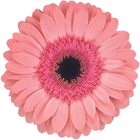 Gerbera Debut 45cm | Wholesale Dutch Flowers & Florist Supplies UK