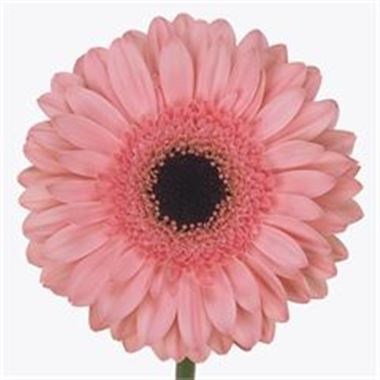 Gerbera Dutch Diva 70cm | Wholesale Dutch Flowers & Florist Supplies UK