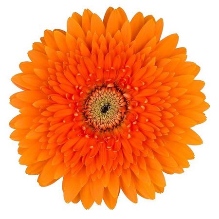 Gerbera Gerponi Big Lion 50cm | Wholesale Dutch Flowers & Florist ...