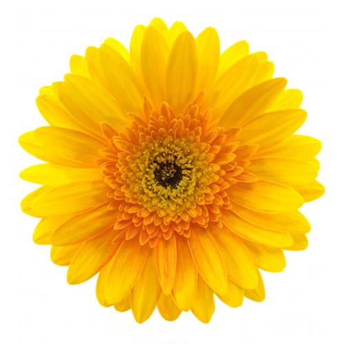 Gerbera Indian Summer 45cm | Wholesale Dutch Flowers & Florist Supplies UK