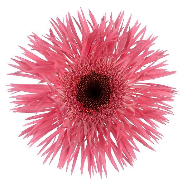 Gerbera Pink Springs 50cm | Wholesale Dutch Flowers & Florist Supplies UK